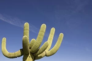 Images Dated 21st March 2005: Giant Saguaro - Symbol of the American Southwest
