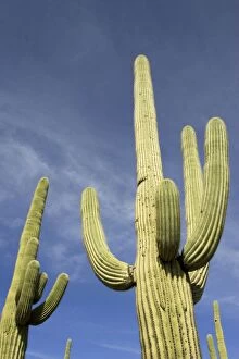 Images Dated 21st March 2005: Giant Saguaro - Symbol of the American Southwest