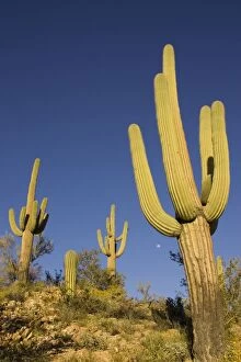 Dec2014/1/giant saguaro symbol american southwest