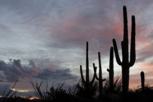 Images Dated 24th March 2005: Giant Saguaro - Symbol of the American Southwest