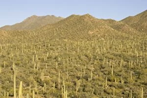Images Dated 23rd March 2005: Giant Saguaro - Symbol of the American Southwest