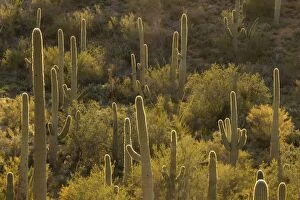 Images Dated 23rd March 2005: Giant Saguaro - Symbol of the American Southwest