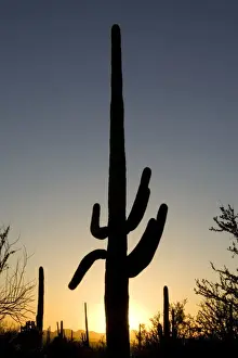 Tall Prints: Giant Saguaro - Symbol of the American Southwest and indicator of the Sonoran Desert