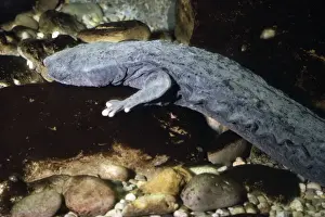 Giant Salamander / Hell Bender - USA