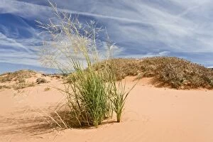 Images Dated 8th October 2012: Giant Sandreed