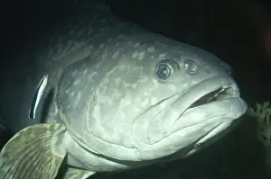 Mexico Prints: Giant Sea Bass - with Cleaner Fish California to Baja California (Mexico)