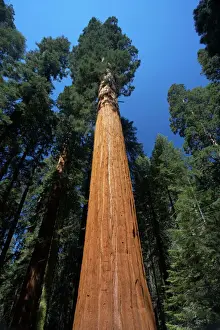 Giant Sequoia Sequoia National Park, California, USA LA000617