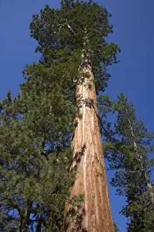 Sequoia Prints: Giant Sequoia Sequoia National Park, California, USA LA000613