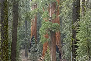 Giant Sequoia Sequoia NP, California, USA LA000627
