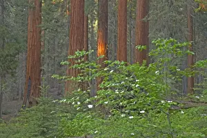 Sequoia Prints: Giant Sequoia Sequoia NP, California, USA LA000650