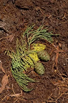 Redwood Prints: Giant Sequoia Tree - cones & leaves