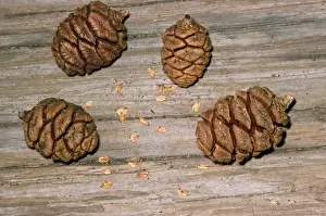 Cones Prints: Giant Sequoia Tree - cones & seeds