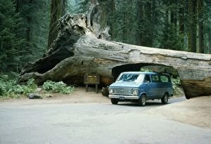 Giant SEQUOIA / Wellingtonia / Sierra / Giant Redwood