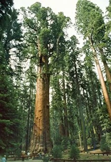 Giant SEQUOIA / Wellingtonia / Sierra Redwood