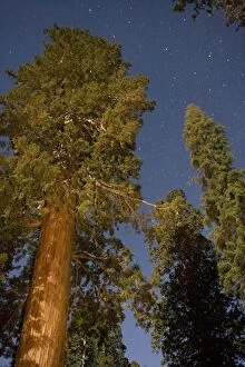 Giant sequoia wellingtonia sierra redwood