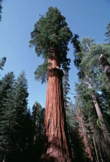 Giant SEQUOIA / Wellingtonia / Sierra Redwood