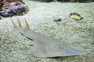 Images Dated 14th September 2007: Giant Shovel-nose Ray