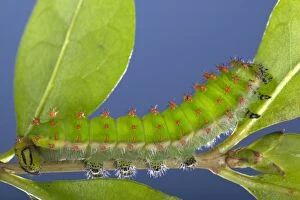 Images Dated 10th March 2005: Giant Silk Moth - Caterpillar