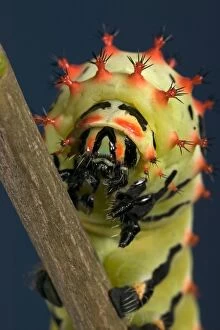 Giant Silk Moth - Caterpillar