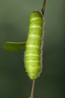 Images Dated 22nd March 2005: Giant Silk Moth - Caterpillar (L5) South America