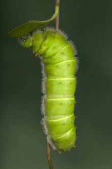 Images Dated 22nd March 2005: Giant Silk Moth - Caterpillar (L5). South America