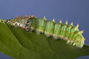 Sloughing Gallery: Giant Silk Moth - Caterpillar's sloughing of