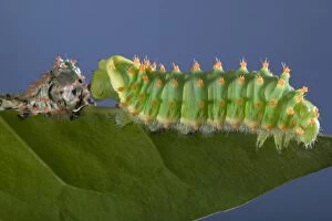 Images Dated 10th March 2005: Giant Silk Moth - Caterpillar's sloughing of