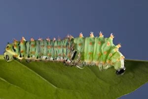 Sloughing Gallery: Giant Silk Moth - Caterpillar's sloughing of the skin