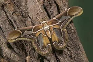 Images Dated 13th December 2004: Giant Silk Moth - Male