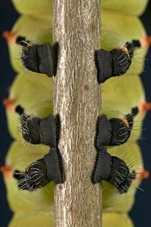 Giant Silk Moth - Detail (prolegs) of the caterpillar