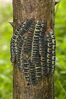 Defence Prints: Giant Silk Worm Caterpillars - aggregation of fully grown caterpillars - tropical dry forest - Santa Rosa National Park