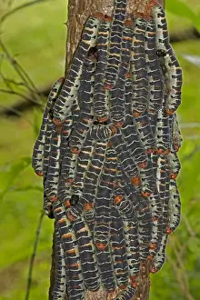 Giant Silk Worm Caterpillars - aggregation of fully grown caterpillars - tropical dry forest - Santa Rosa National Park - group together during the day on trunks - feed on foliage at night - Saturniidae family - Costa Rica