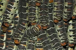 Giant Silk Worm Caterpillars - aggregation of fully grown caterpillars - tropical dry forest - Santa Rosa National Park - group together during the day on trunks - feed on foliage at night - Saturniidae family - Costa Rica