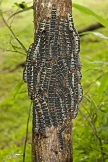 Giant Silk Worm Caterpillars - aggregation of fully grown caterpillars - tropical dry forest - Santa Rosa National Park - group together during the day on trunks - feed on foliage at night - Saturniidae family - Costa Rica