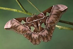 Giant Silkmoth Moth - Wing windows are witout scales