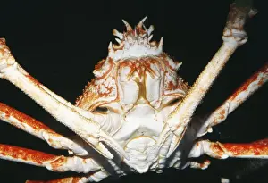 Giant Spider Crab KEL 466 Northern Pacific Alaska Macrocheira kaempfer © Ken Lucas / ARDEA LONDON