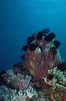 Poriferas Prints: Giant Sponge