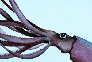 Mollusc Gallery: Giant Squid