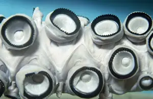 Mollusc Prints: Giant Squid - showing suckers with saw-like hooks on rim