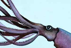 Mollusc Prints: Giant Squid VT 7670 Illustration In profile Architeuthis © Valerie Taylor / ARDEA LONDON