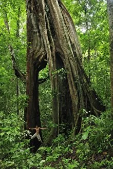 Images Dated 9th December 2008: Giant Strangler Fig Tree with person showing size & scale Giant Strangler Fig Tree with person