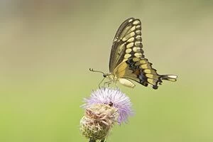 Images Dated 29th April 2012: Giant Swallowtail Butterfly