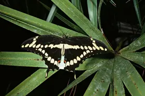 Giant Swallowtail Butterfly