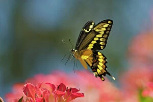 Butterflies & Insects Collection: Giant Swallowtail Butterfly - in flight, about to land and nectar on blossom