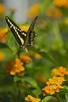 Giant Swallowtail Butterfly - flying