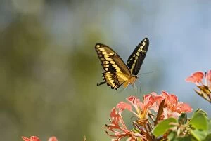 Giant Swallowtail Butterfly - about to land and nectar on flowers