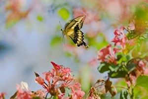 Images Dated 21st September 2006: Giant Swallowtail Butterfly (Papilio cresphontes)