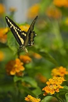 Images Dated 21st September 2006: Giant Swallowtail Butterfly (Papilio cresphontes)