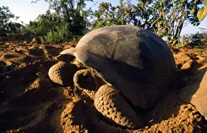 Tortoises Prints: Giant Tortoise - Alcedo Volcano - Isabela Island - Galapagos Islands