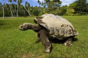 Images Dated 11th May 2009: Giant Tortoise on Fregate Island